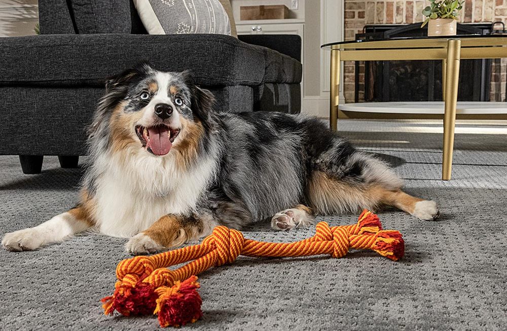 dogs scratch the carpet