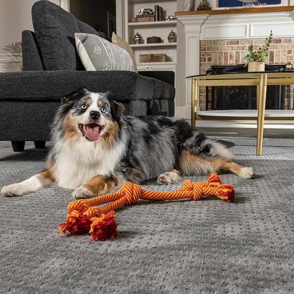 Understanding Canine Carpet-Scratching Habits