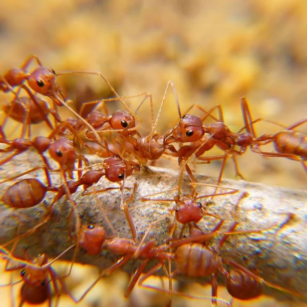 get rid of ants on carpet