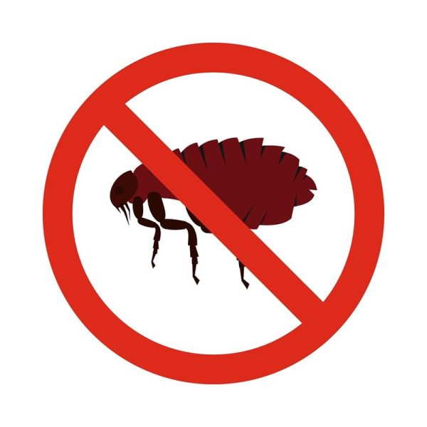 Dealing with Flea Infestations in Carpets Effectively