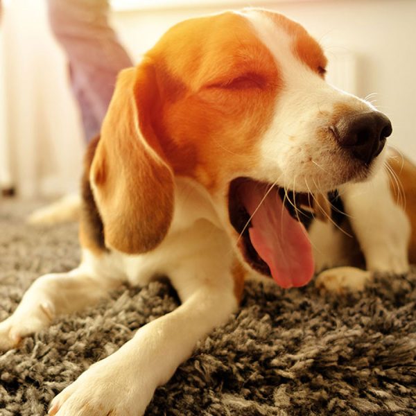 Quick Guide to Remove Dog Diarrhea from Carpets