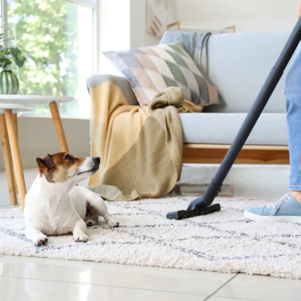 Managing Flea Survival in Carpets: Effective Strategies