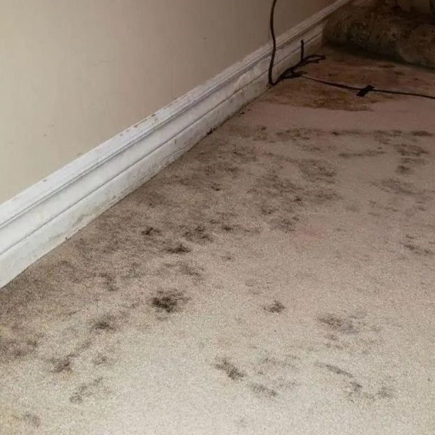 how to clean mold off carpet