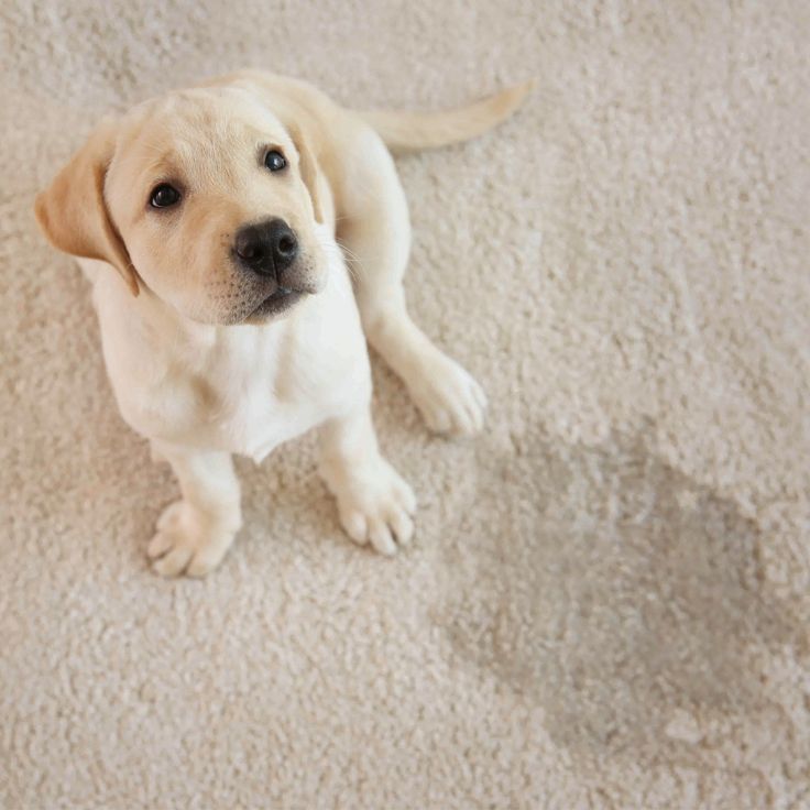 carpet cleaning methods